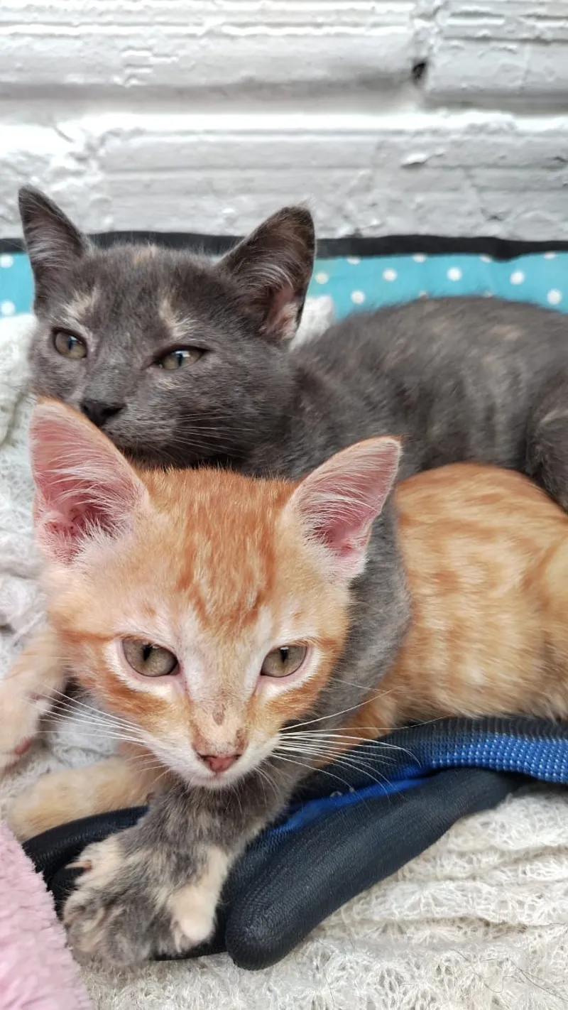 Peludo rescatado en su nuevo hogar
